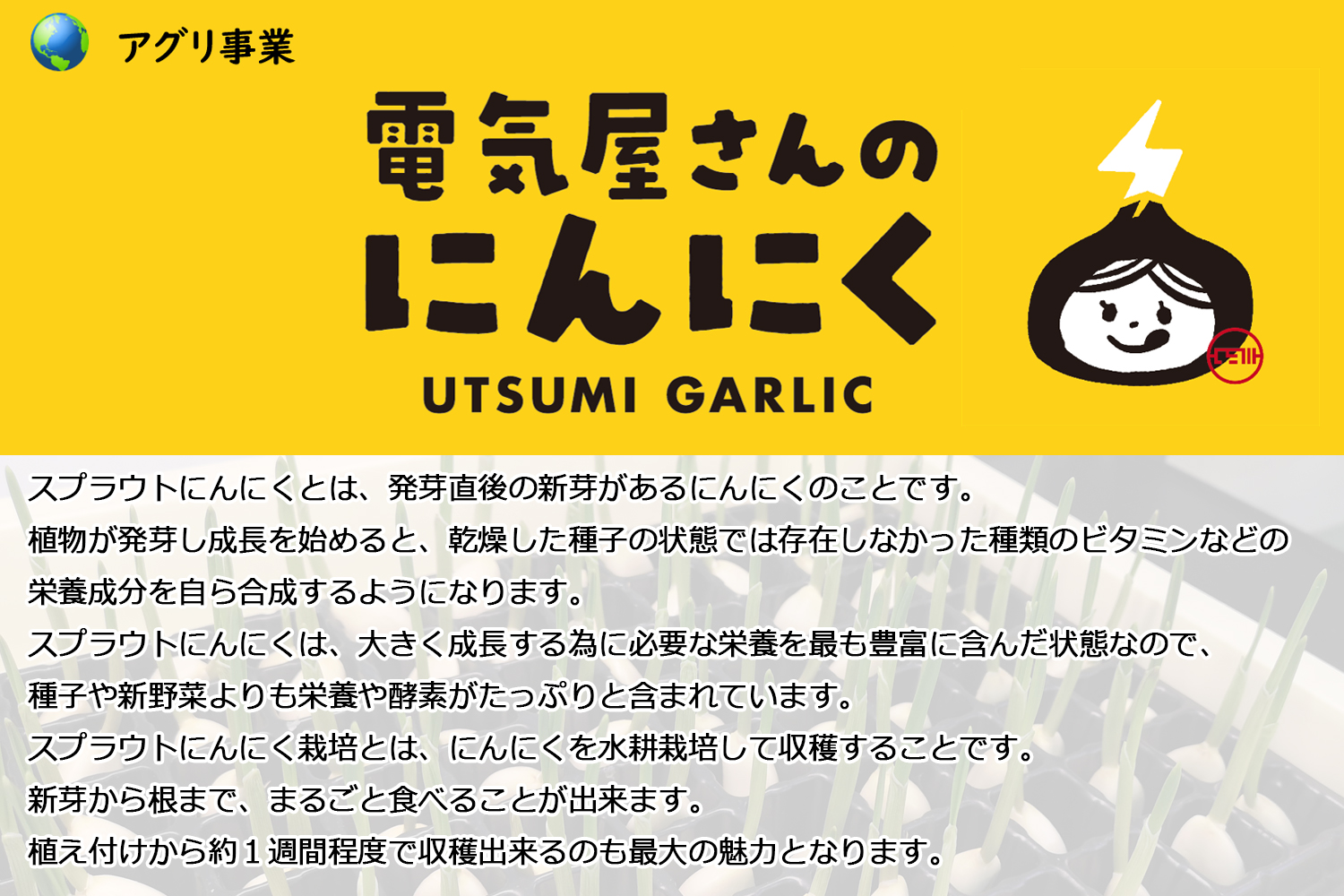 スプラウトにんにくとは